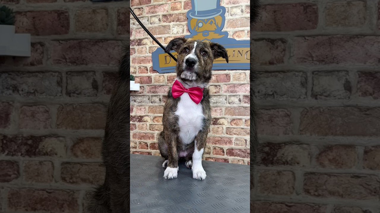 Doggy Daily Episode 422: Maghala the Portuguese Street Dog 🐾 #portugesestreetdog #doggrooming