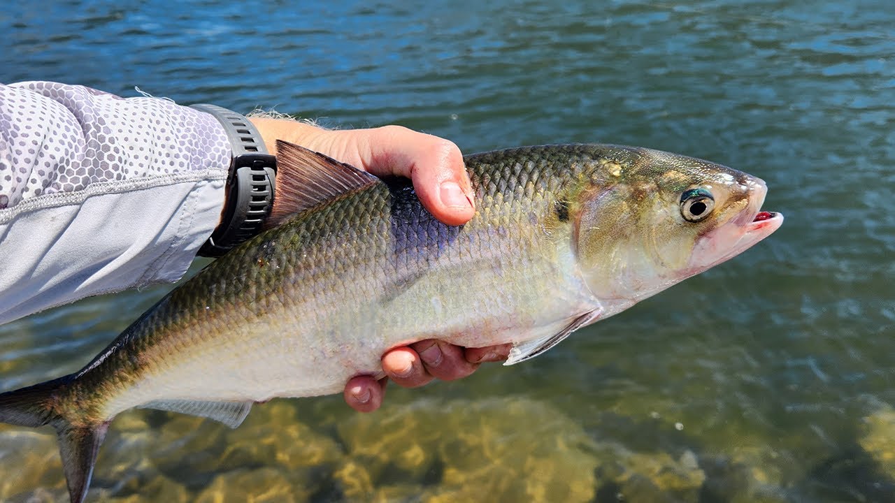 Columbia River American Shad A Crazy Fish Tale