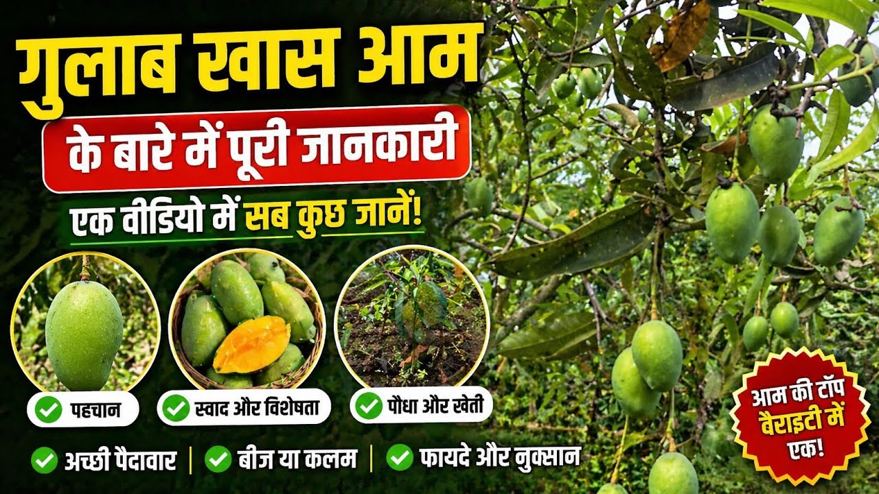 आम का पौधे में जनवरी मे करें एक काम 