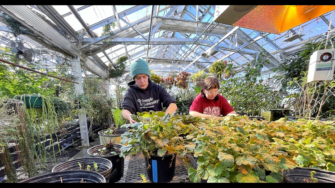 Temple at the Philadelphia Flower Show: Making Horticultural Magic in the Greenhouse