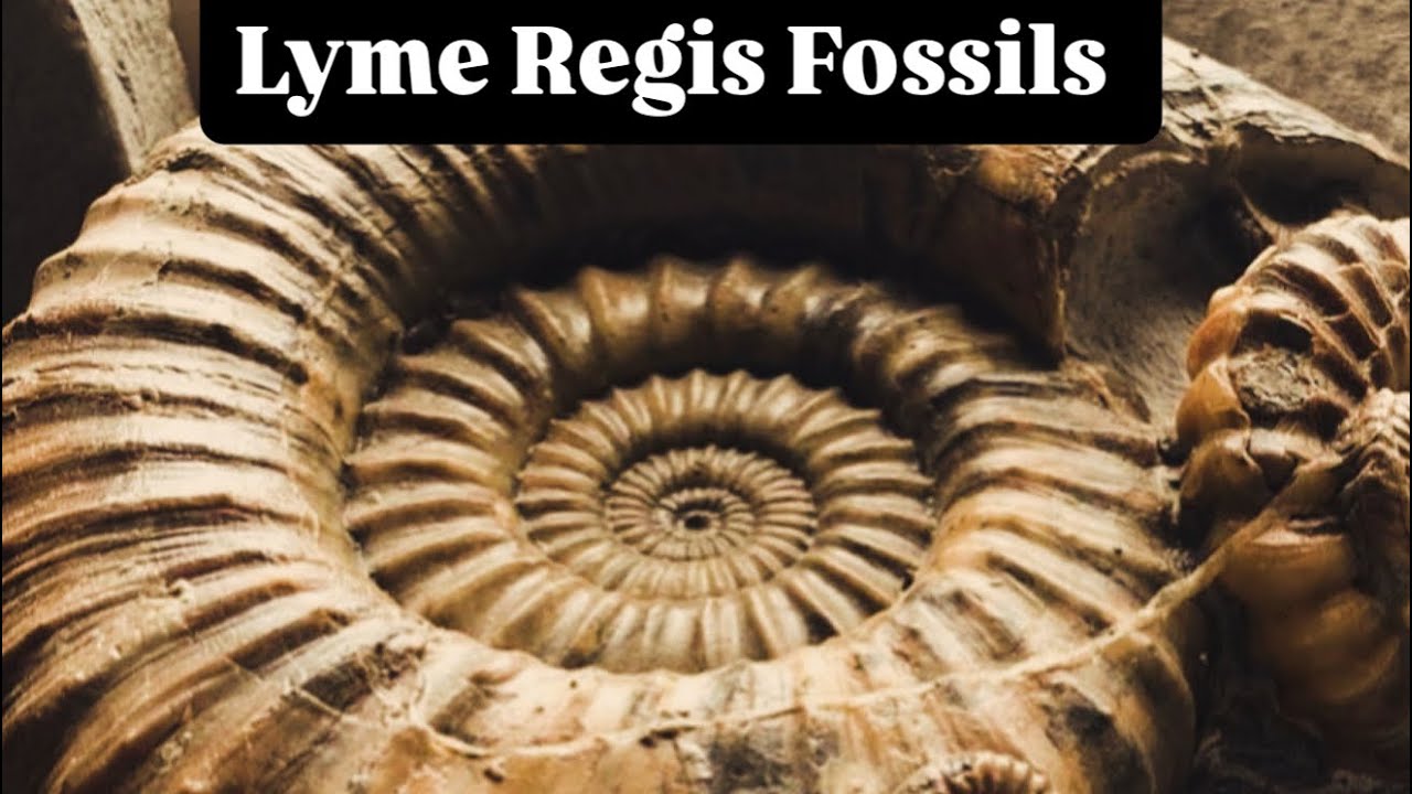 ONE BIG FOSSIL HUNTING MISTAKE⁉️#rockhounding#fossilhunting#britishcoast