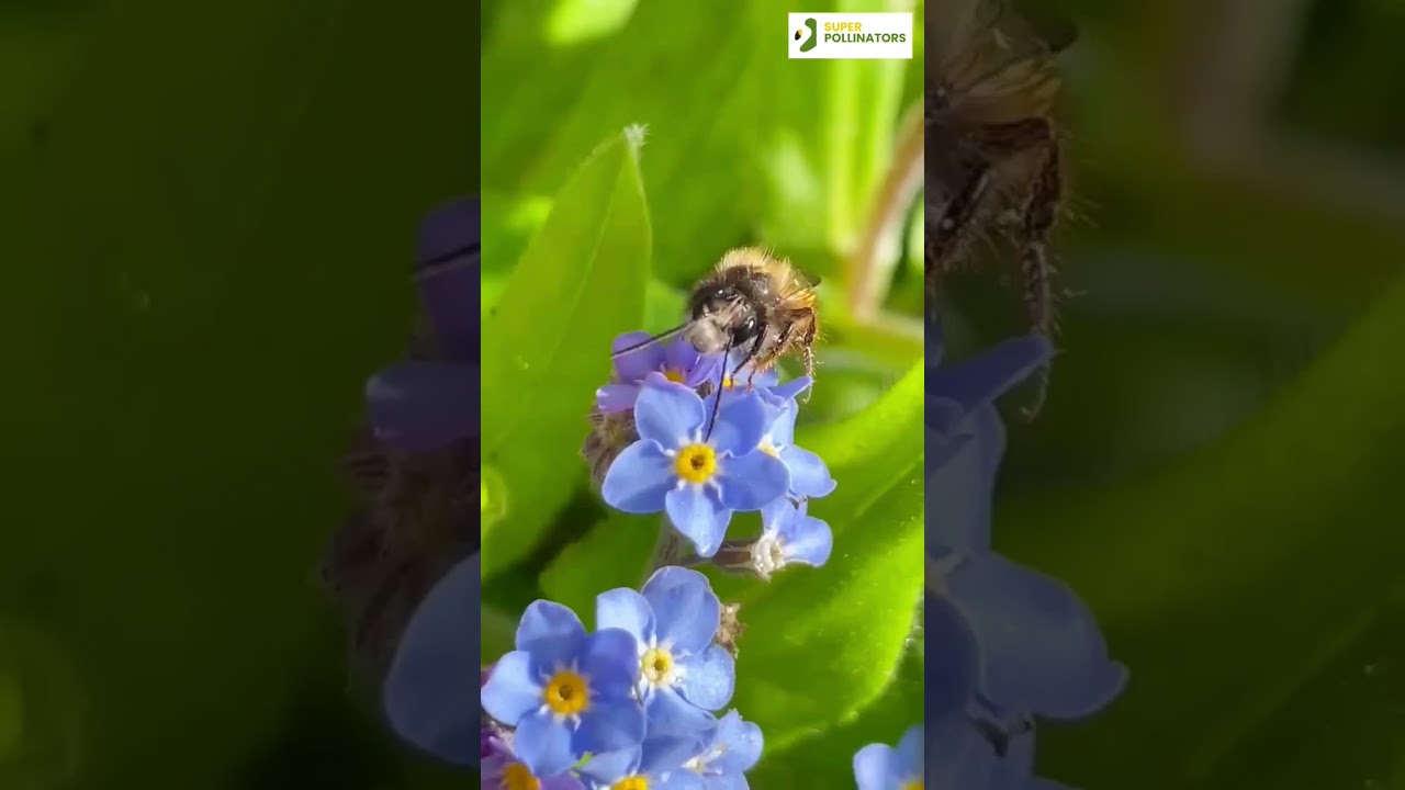 Super Pollinators ✨️ #shorts