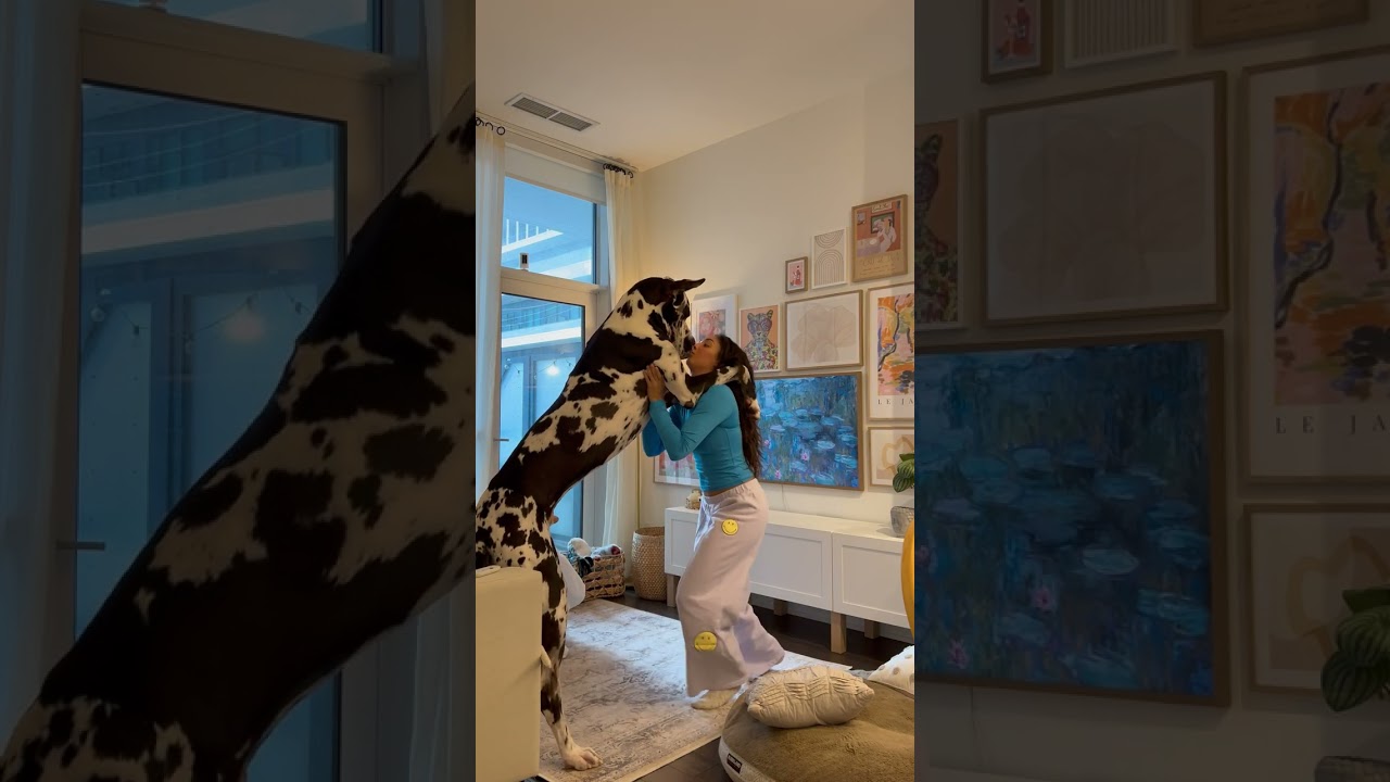 Woman Compares Size With Her Giant Dog