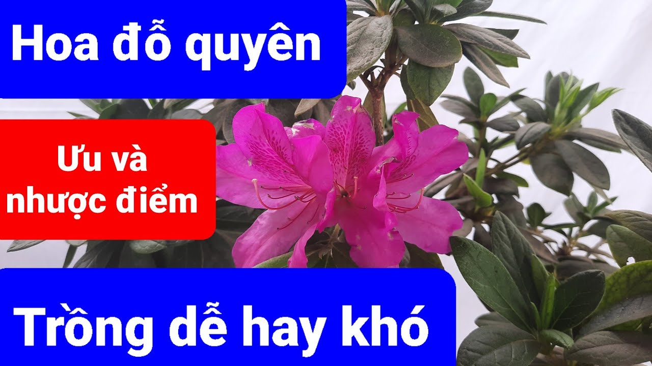 Ưu và nhược điểm của cây hoa đỗ quyên, trồng dễ hay khó