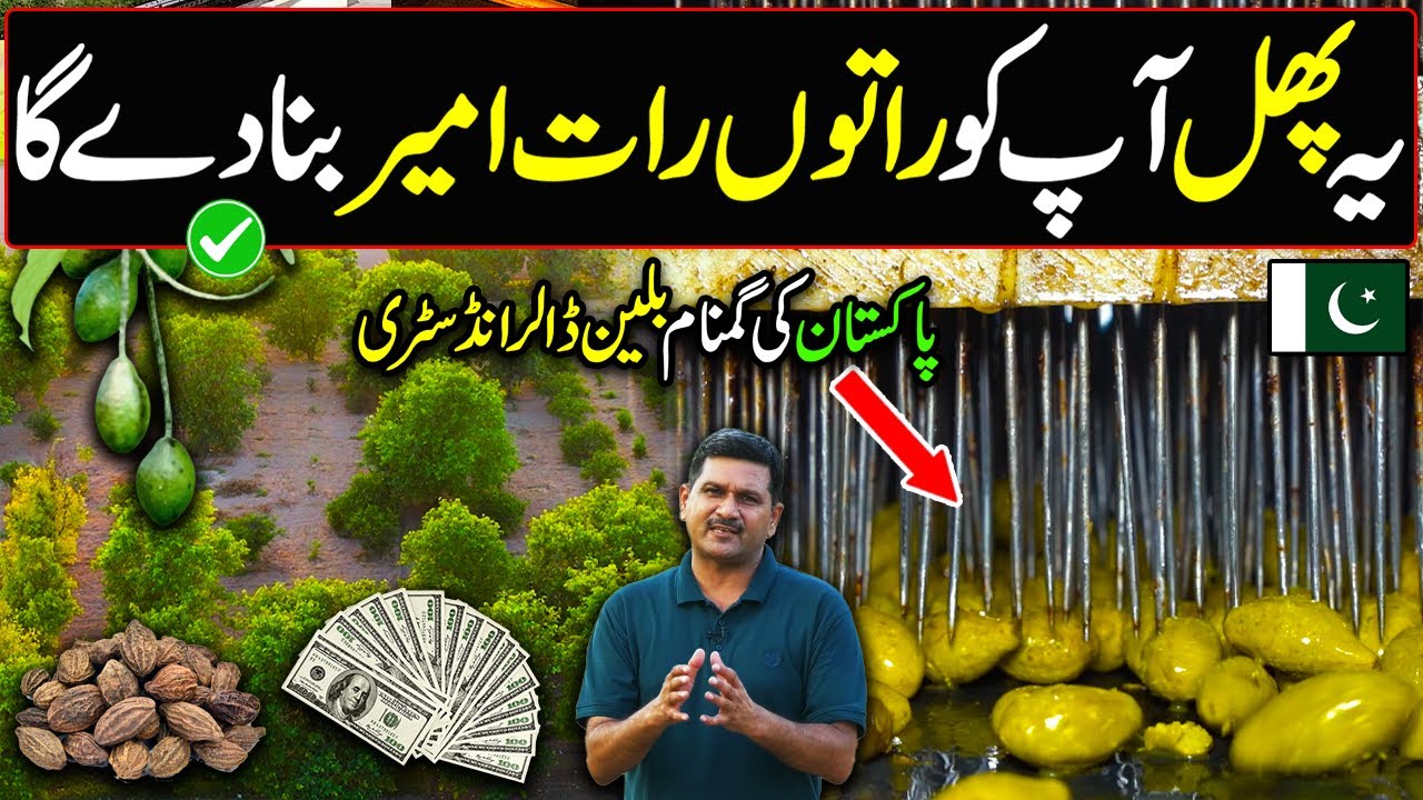 HARRER Farming in Pakistan | Medicinal Fruit of Medical World | Kissan Ka Pakistan