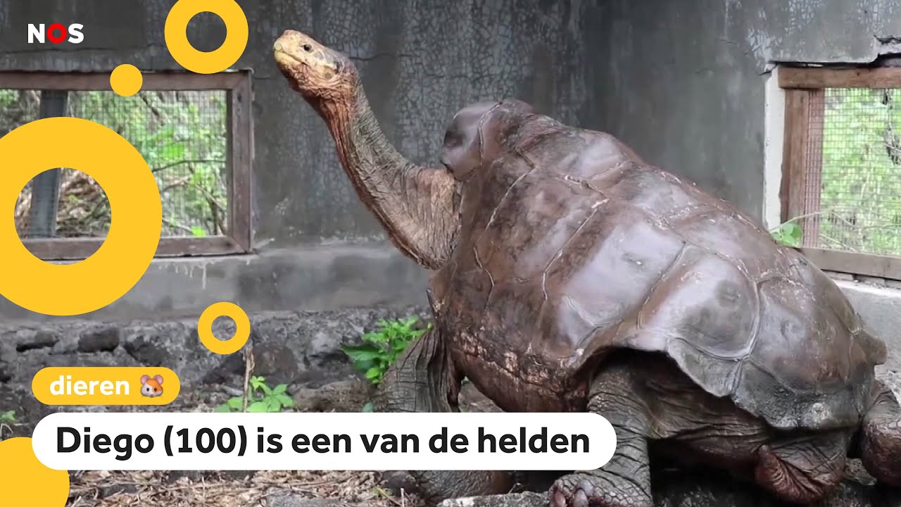 15 schildpadden hebben hun eigen soort gered