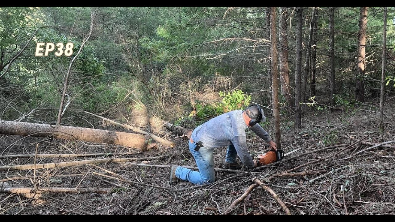 Clearing brush and small trees with chainsaws (forest thinning and fuel reduction) EP38