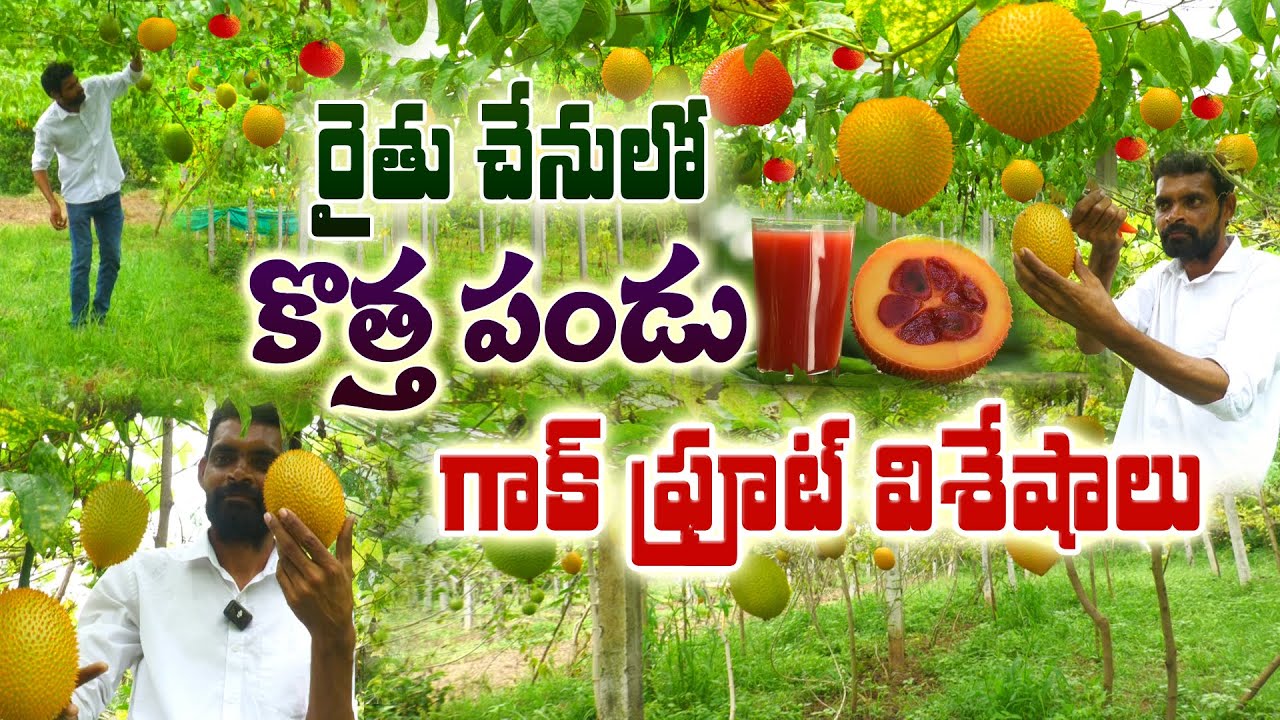 గాక్ పండుని అమృత ఫలం అంటున్నారు  | Gac Fruit Farming | Seshu Babu