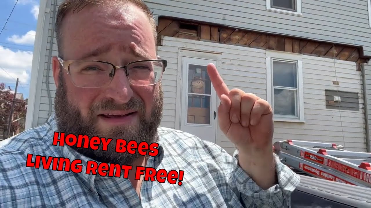 This is what happens when bees 🐝 move in | beekeeping | bee removal