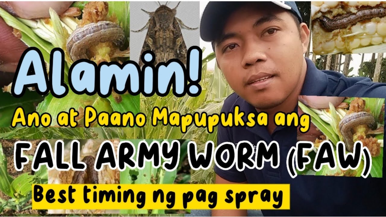 Tamang paraan para makontrol and FALL ARMY WORM, Ano ang Fall army worm, Insecticide para sa FAW