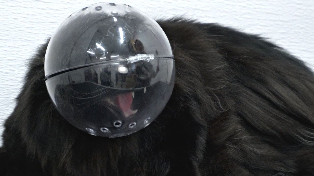 Spicy cat gets the Hazard Helmet
