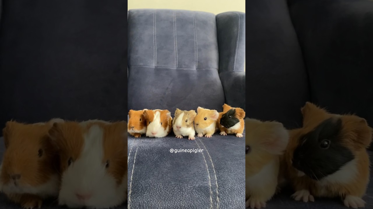 What are baby guinea pigs looking at?🤔 #guineapigs #guineapig #guineapiggies #guineapiggy #ginepig