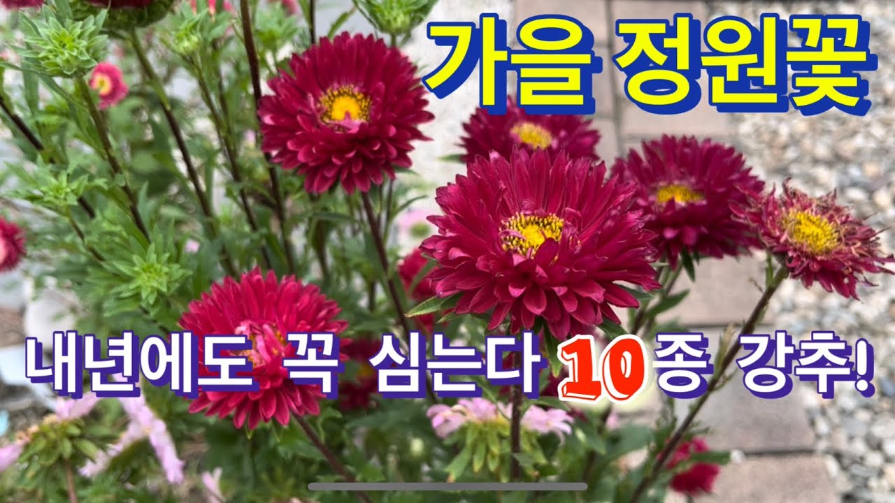 가을꽃 10종 꼭 심어 보세요 