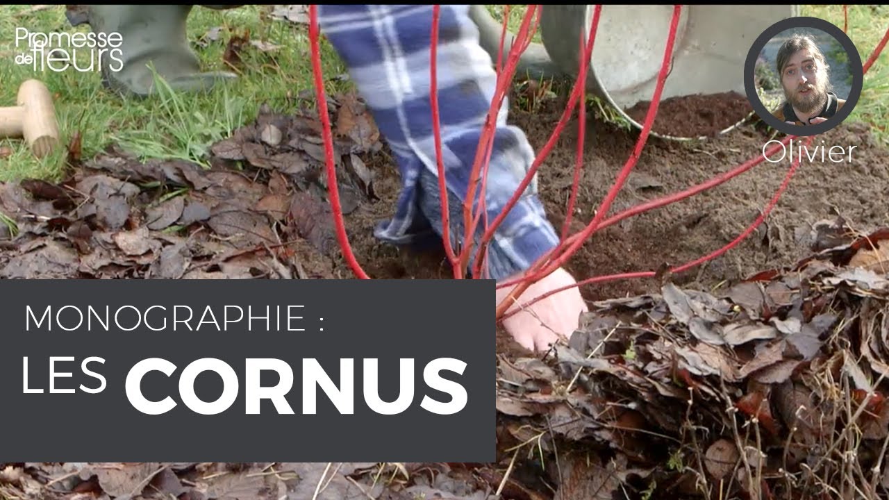 Monographie : les cornus