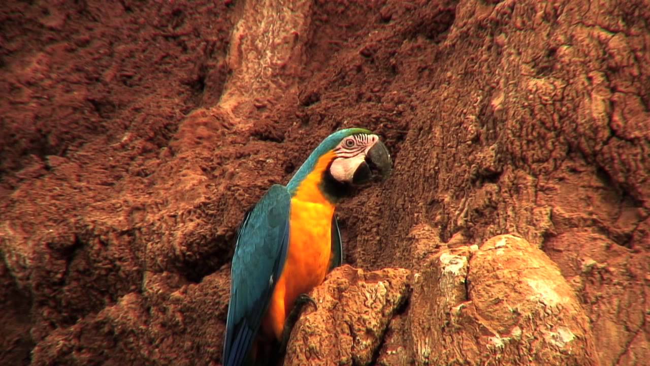 the parrots of the rainforest