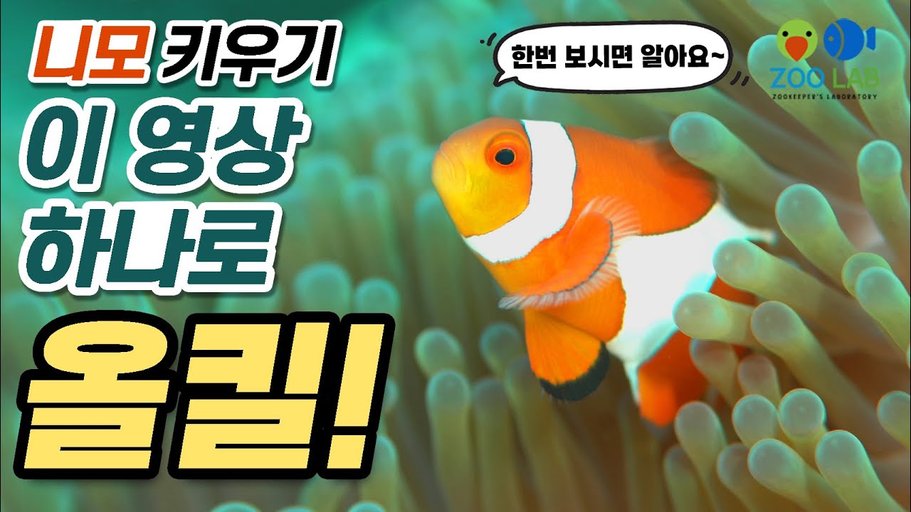 자신있게 강추하는 해수어 키우기, 니모키우기. 이 영상 하나로 올킬!!  해수 입문하시는 분에게 추천하는 해수어 키우는 법, 해수어항 꾸미기