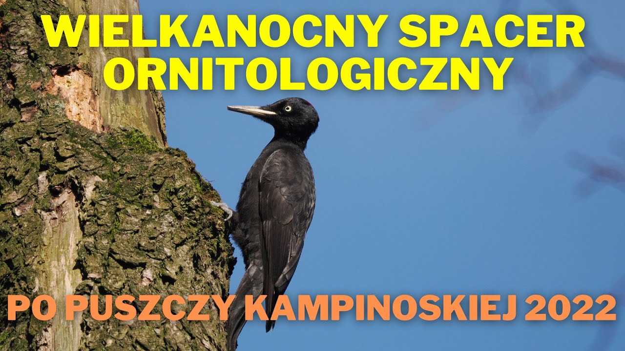 Wielkanocny spacer ornitologiczny po Puszczy Kampinoskiej 2022