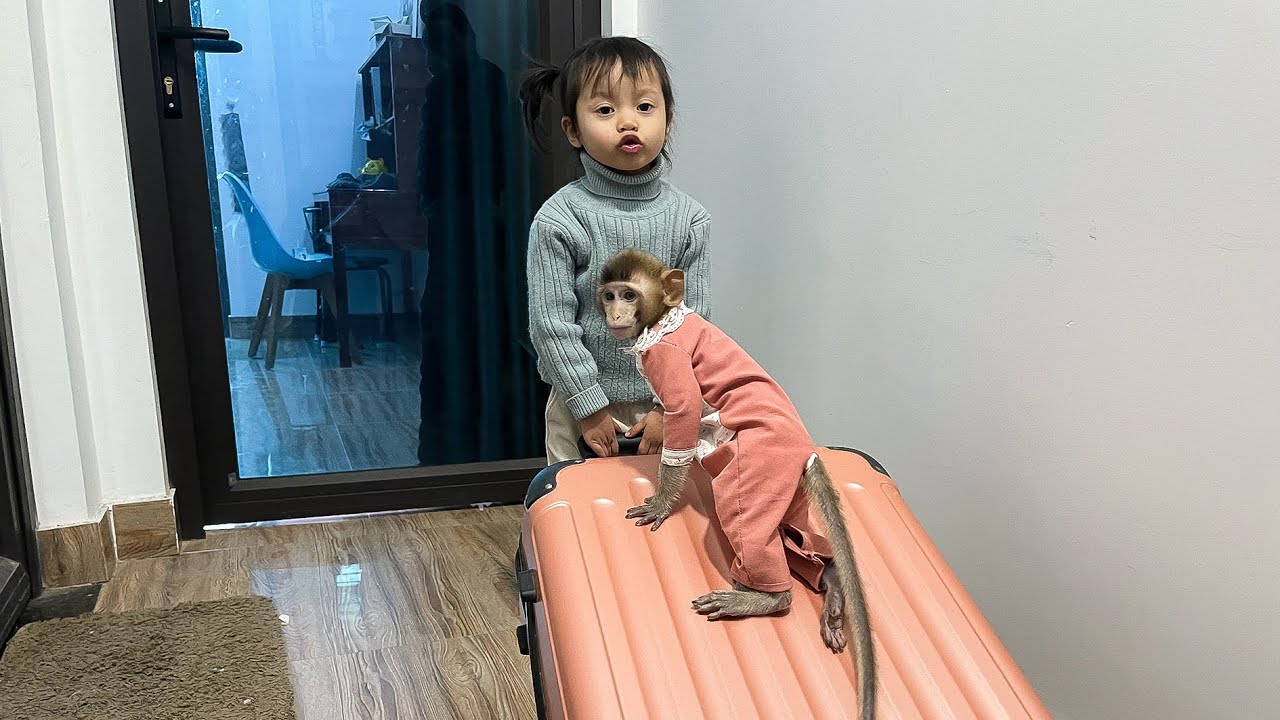 Monkey Annie and Bao Anh ran away from their mother to travel