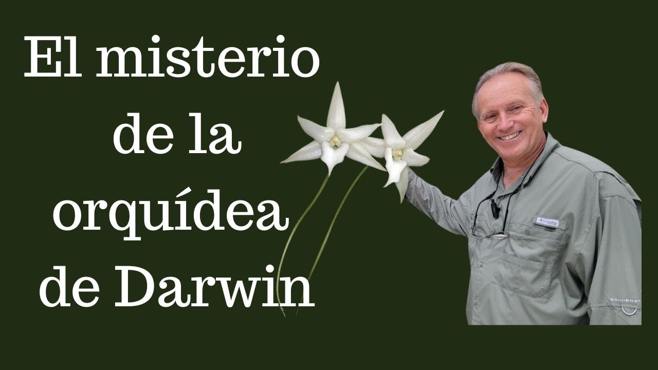 El misterio de la orquídea de Darwin 🌸 | Orquídeas con néctar