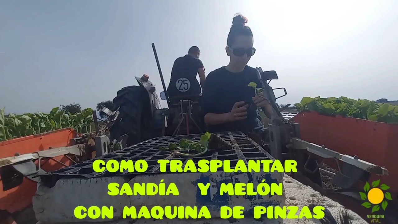 COMO PLANTAR SANDIA Y MELÓN CON MAQUINA | Verdura Vital | 🍉ECOLÓGICO