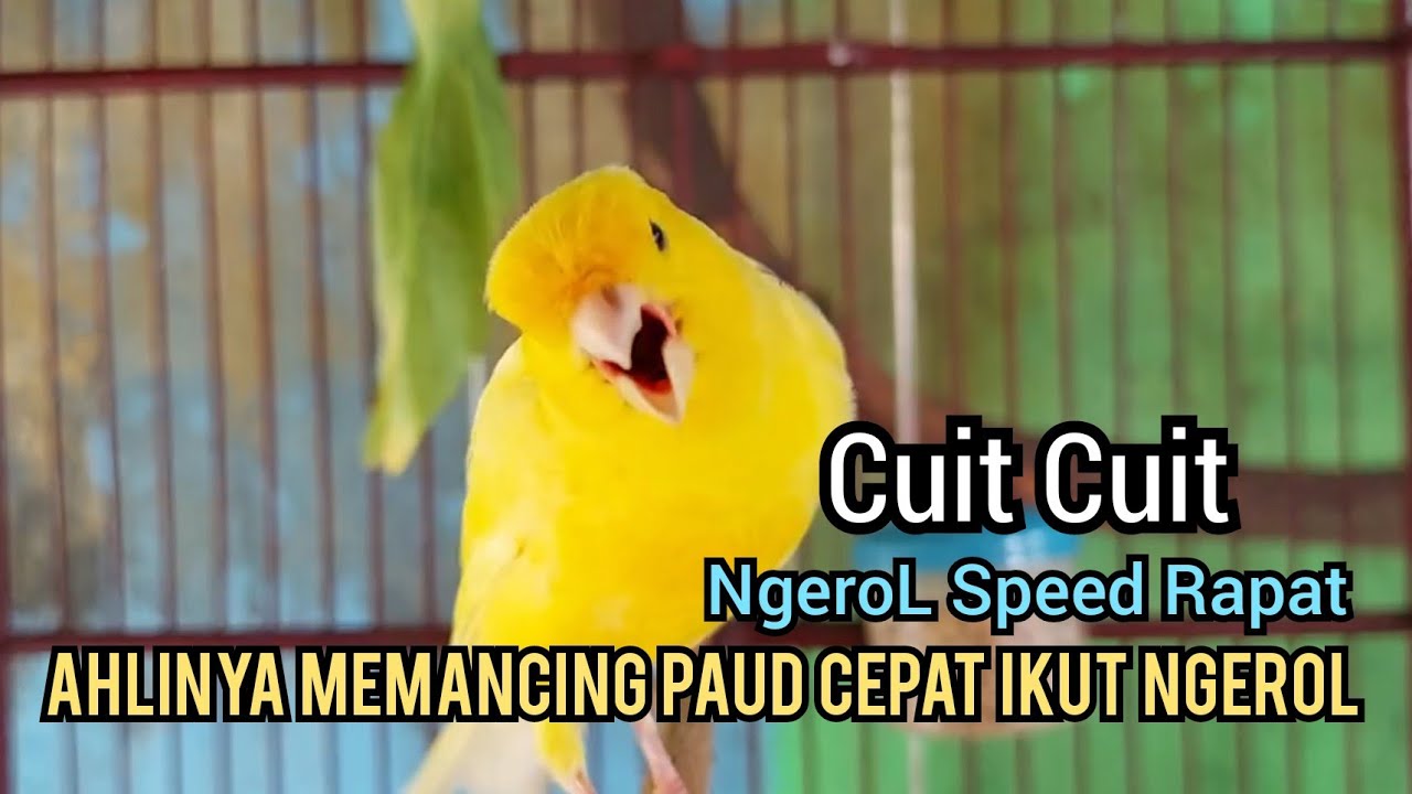 Kenari gacor Cuit cuit Ngerol rapat seperti ini yG Paling Cepat MEMANCING KENARI PAUD BELAJAR BUNYI