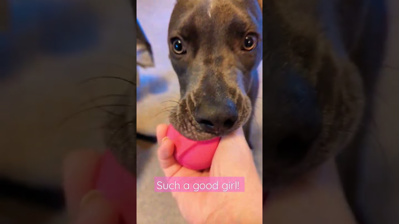 Cutest puppy playing fetch! She loves this! #pitbull #cutepuppy #play #dog