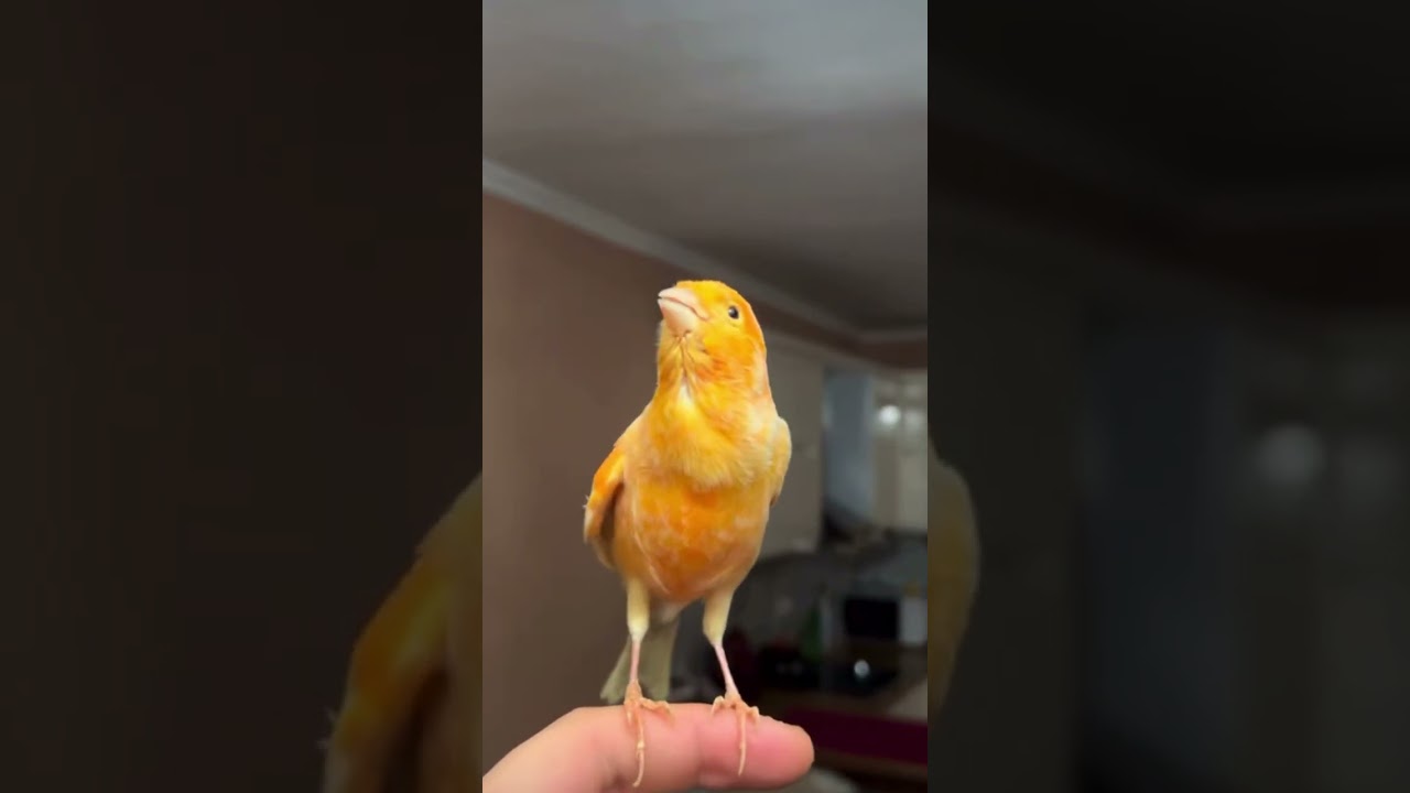 Wonderful sounds of beautiful birds #animalworld #funny #animalworld #animals #wildlfe #sonud