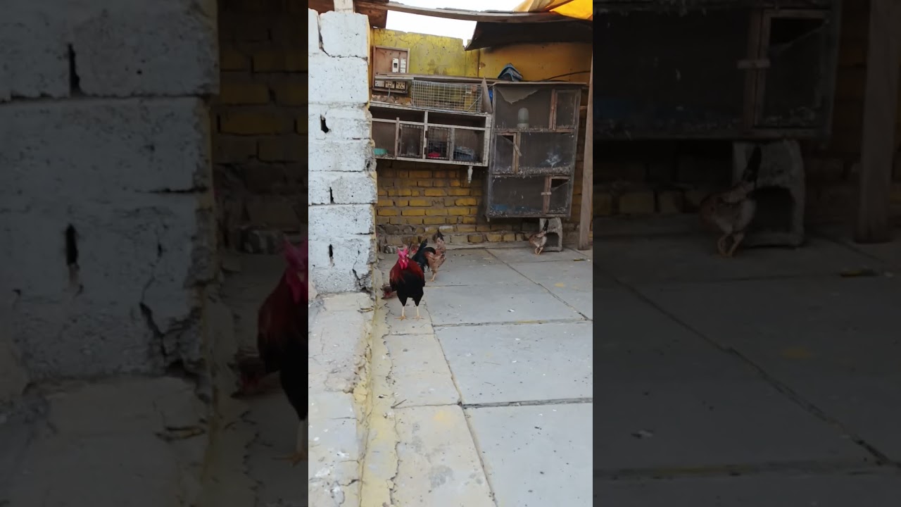 طلعنه دايه