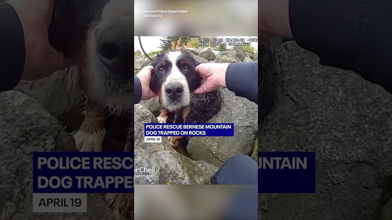 Body camera shows officer rescuing trapped Bernese Mountain Dog