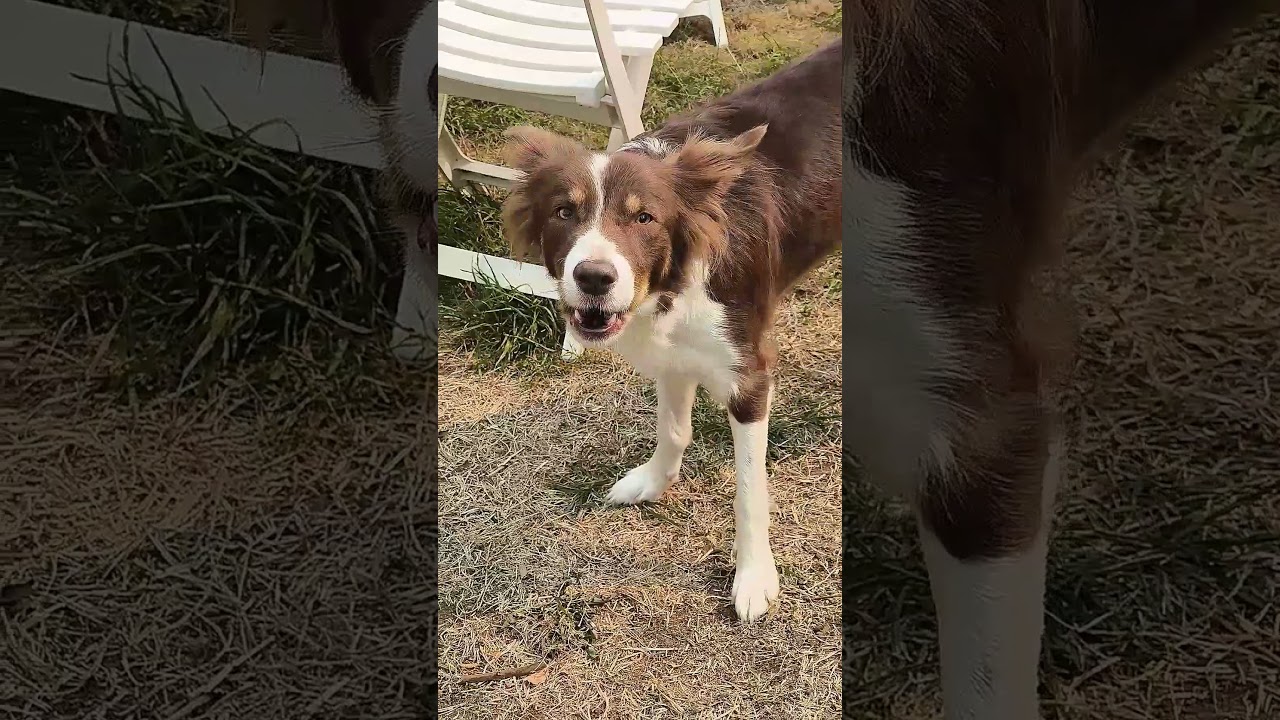 Border Collie - Chien qui aboie dans Jardin
