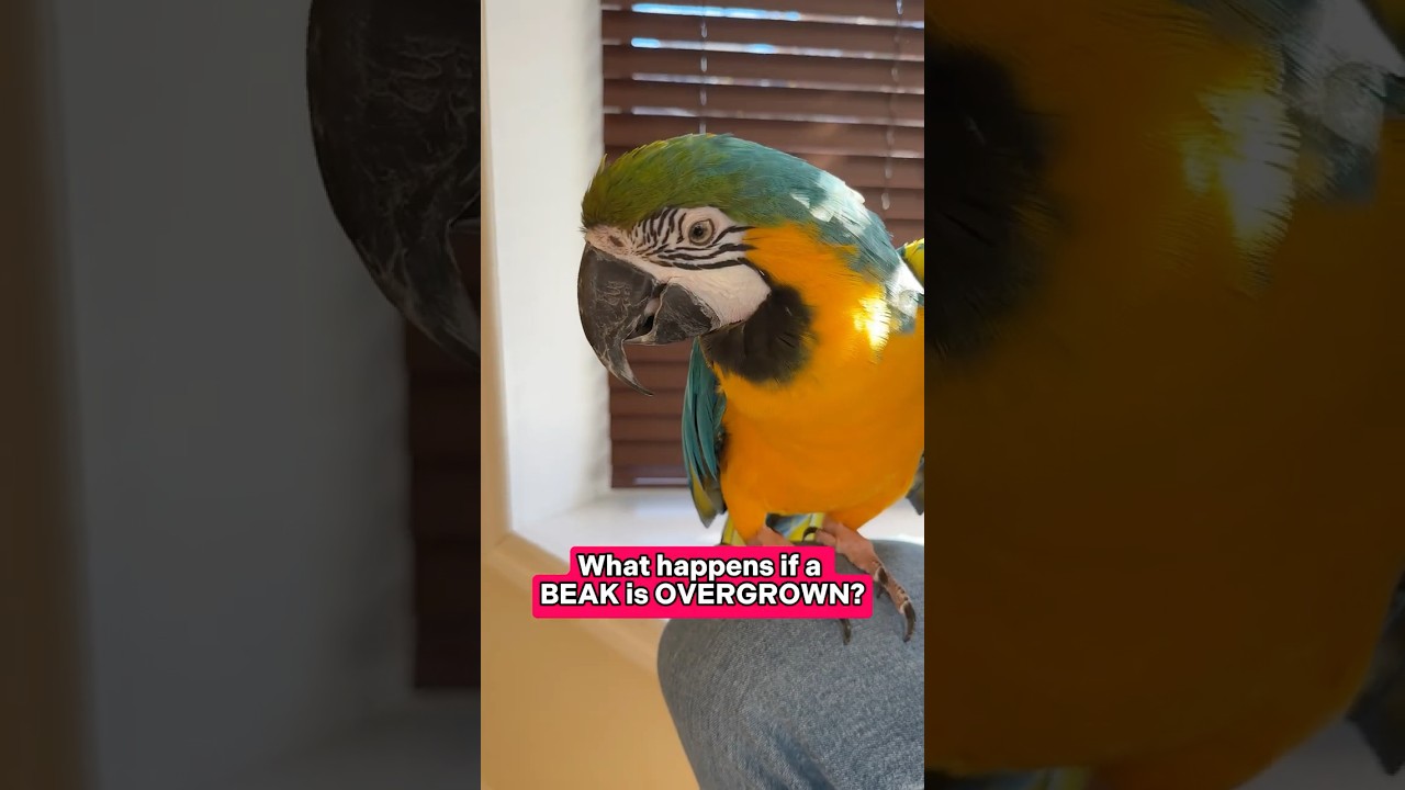 Overgrown Beak on Parrot or Macaw?