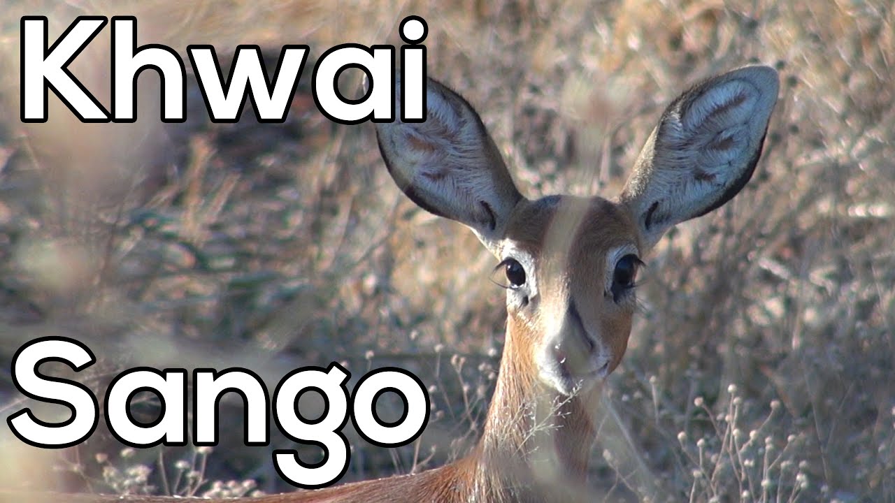 Khwai - Sango Safari Camp - Сафари в Ботсване