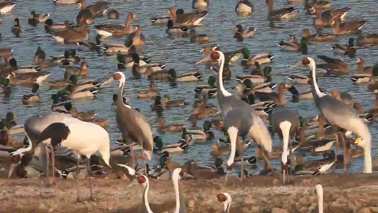 겨울철새들의 천국(A paradise for winter migratory birds)