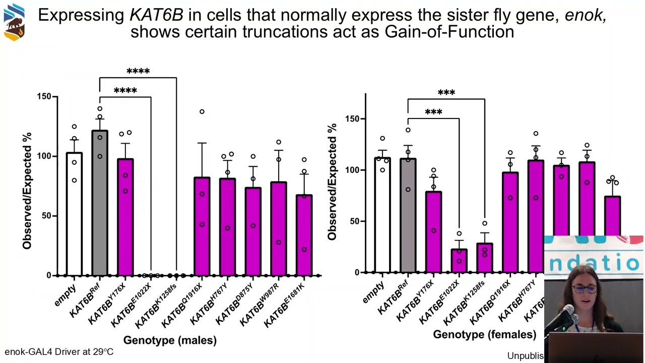 Understanding the spectrum of KAT6A and B variants using fruit flies