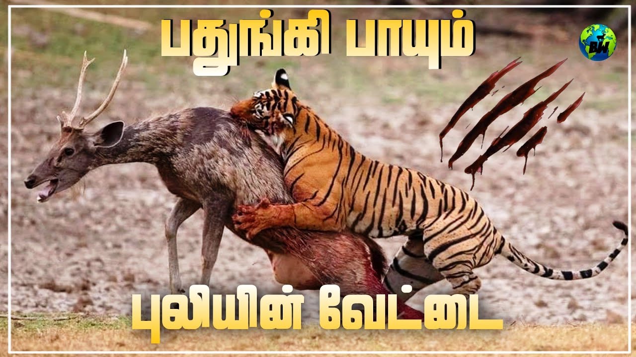 புலிகளின் கொடூரமான வேட்டை | Tigers hunting facts | Life of tigers | Tiger facts | Tamil | BioWorld