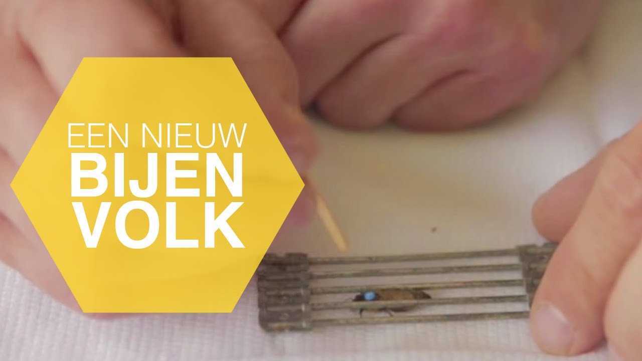 Een Nieuw Bijenvolk & de Koningin Markeren #3 | The Honey Project