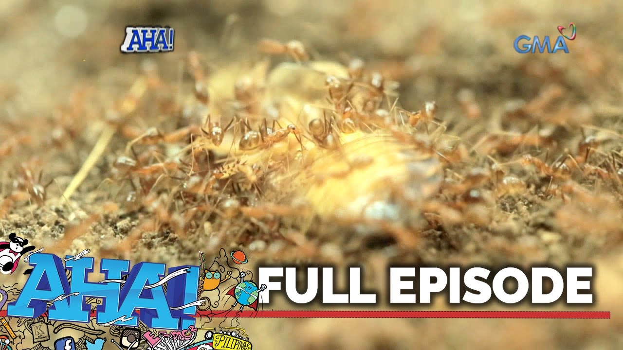AHA!: The secret life of ants | Full Episode