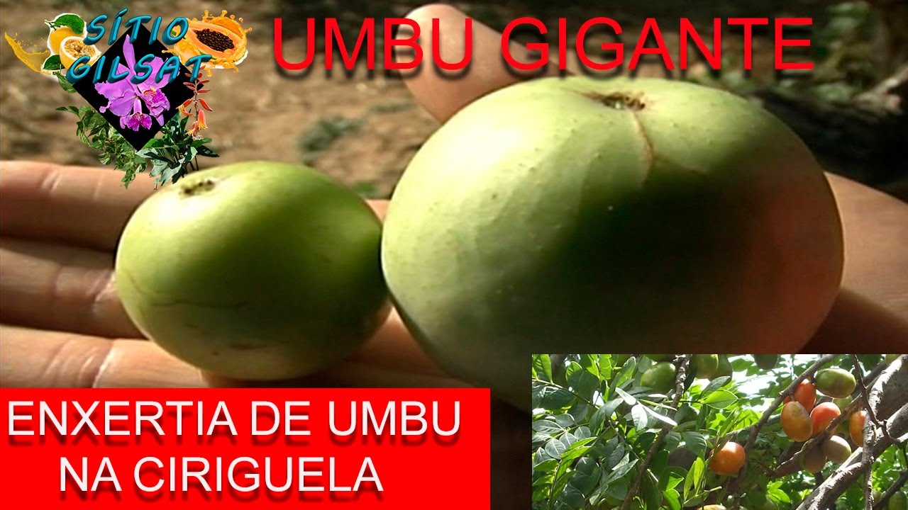 (Umbu Gigante) Como exertar Na Seriguela