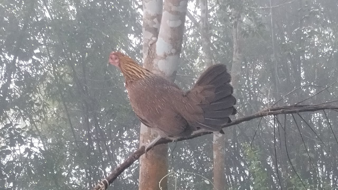 Poj Qaib tsauj zoo heev