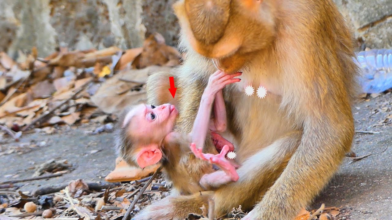 Wow...When baby monkey Saro is talking to his mother, Sarika is really beautiful.