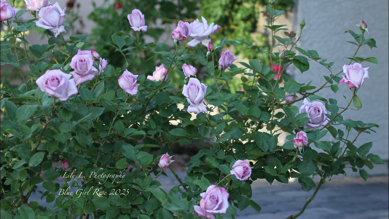 My ￼front yard roses tour  04/12/2025