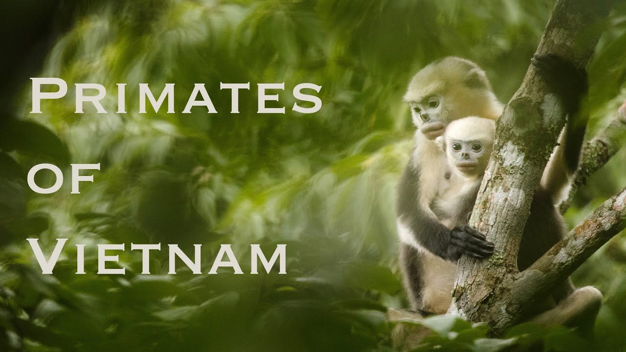 Meet some of the rarest primates on Earth - Primates of Vietnam.