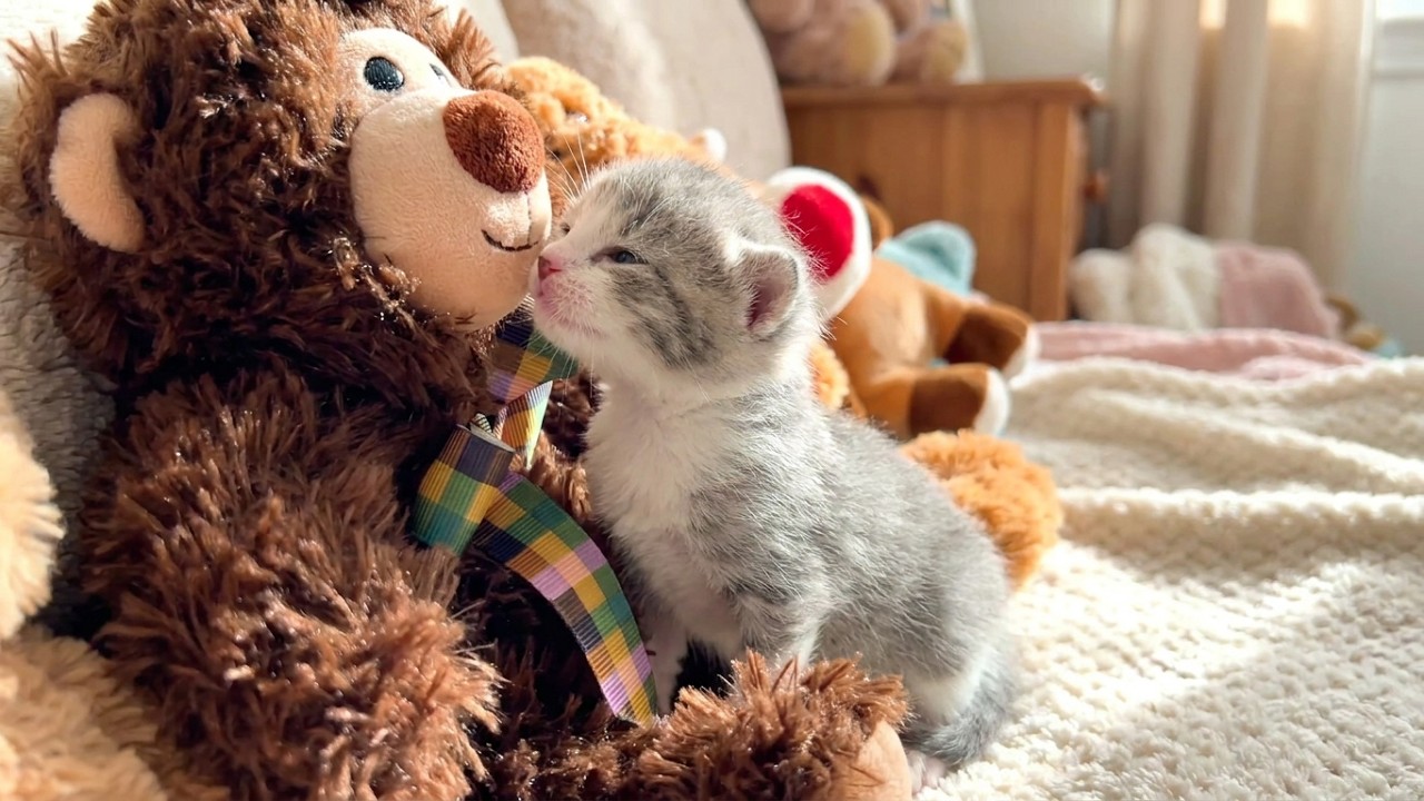 Наша мама пришла! Спасенные котята приняли мягкую игрушку за маму кошку