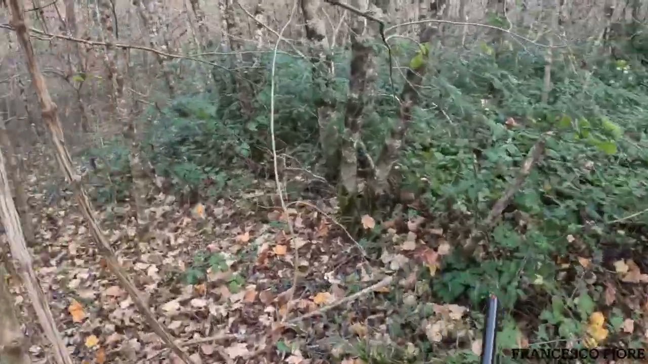 CACCIA ALLA BECCACCIA 2023/2024 parte 1 di 2 #englishsetter #woodcockhunting #woodcock