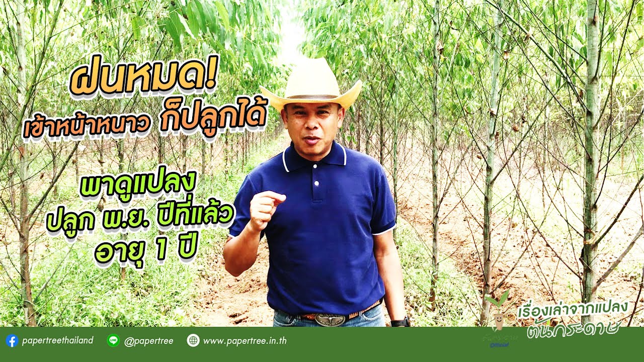 ฝนหมดเข้าหนาว ก็ปลูกได้ พาดูแปลง ปลูกพฤศจิกา ปีที่แล้ว อายุ 1 ปี