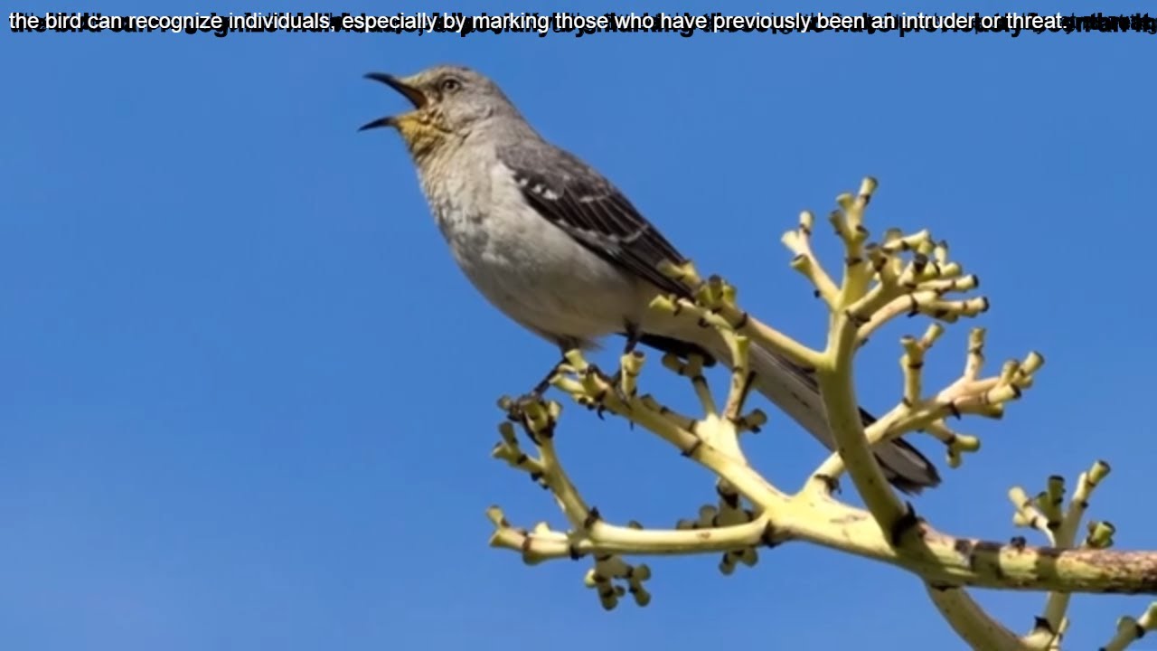 Mockingbird 1 hour bird sound, bird Call, bird singing, bird calls bird chirping melodies.