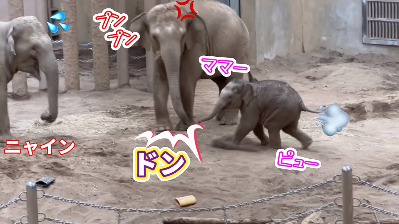 突然のママの鼻ドンに鳴い駆け寄るタオちゃん😊パールの行動に、たじろぐニャイン❗️ 3月3日　円山動物園　アジア象