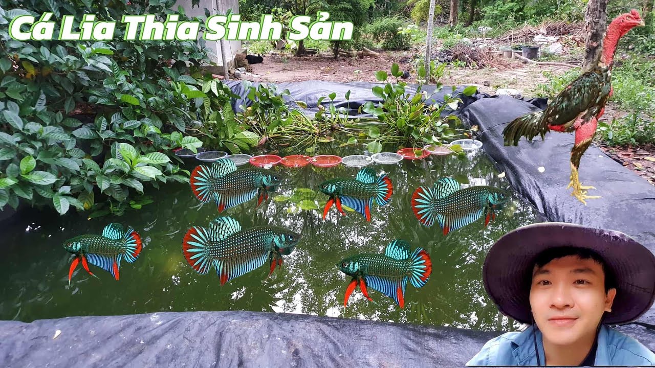 Làm Hồ Cho Cá Lia Thia Sinh Sản và Nuôi Thêm Gà Nòi|Mến Phạm.