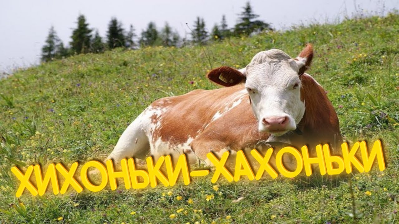 ПРИКОЛЫ ОТ ЧЕЛОЗАВРА 2025 / КТО НЕ ЗАСМЕЕТСЯ — С МУЖЧИНОЙ ПРОСНЕТСЯ / СМЕШНЫЕ ВИДЕО