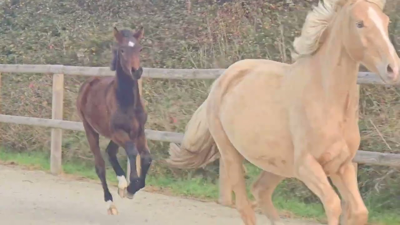 Victorious Glow Of Vencedor - About You II x Jalinska Du Vencedor  ~ For Sale 